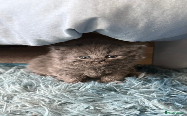 British Shorthair cats - Advert 3