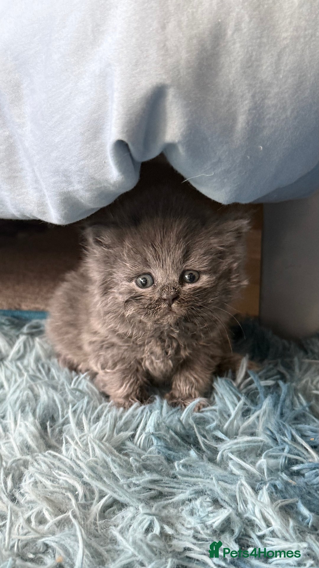 British Shorthair cats for sale: Adorable British shorthair kittens  - Image 1