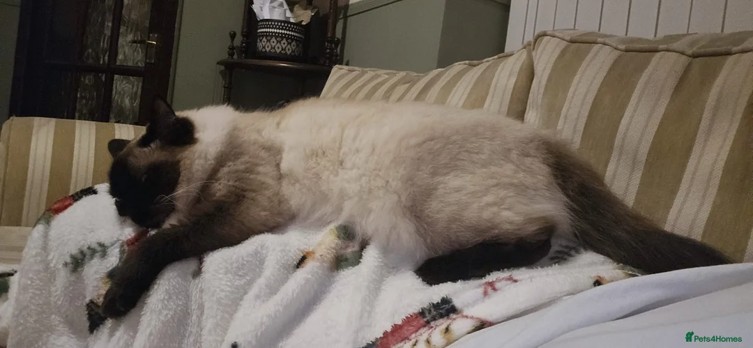 Ragdoll cats for sale: Meet Zula ragdoll Female / unspayed  in Blackburn - Advert 8