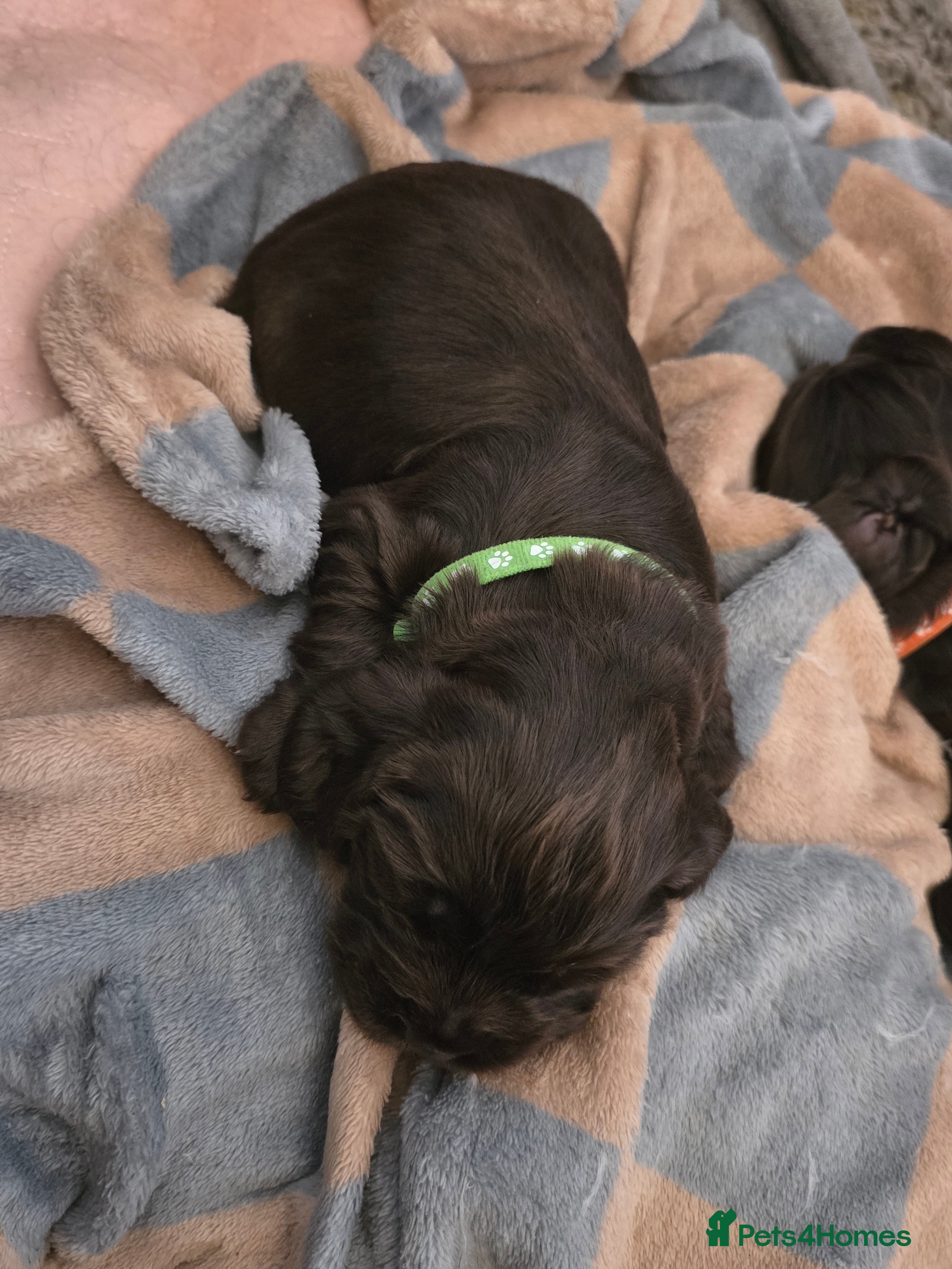 Cocker Spaniel dogs for sale: KC Reg Working Cocker Spaniel Pups ** 1 Boy Left** - Advert 36