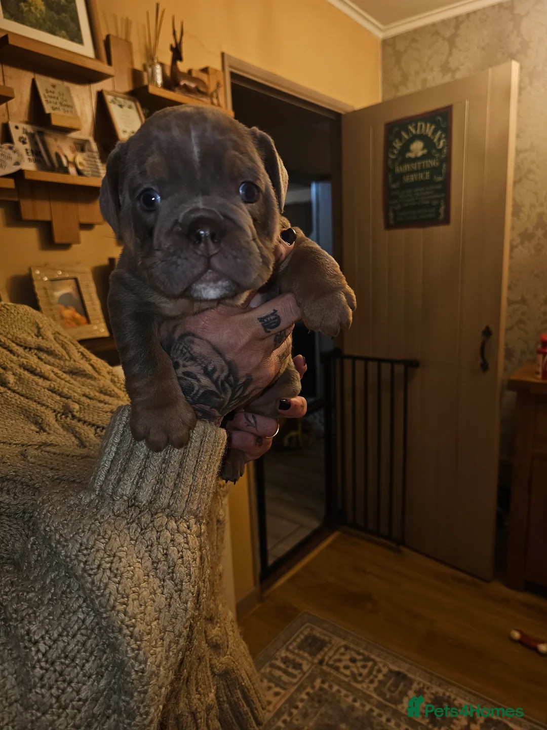 English Bulldog dogs for sale: English bulldog pups for sale - Advert 31