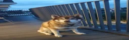 Siberian Husky dogs for sale: Female Siberian Husky for rehoming in London - Advert 2