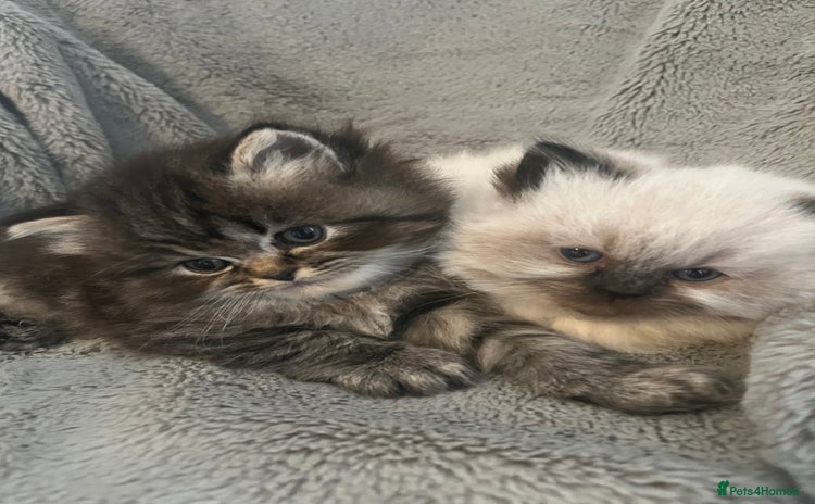 Perdoll cats - Advert 1