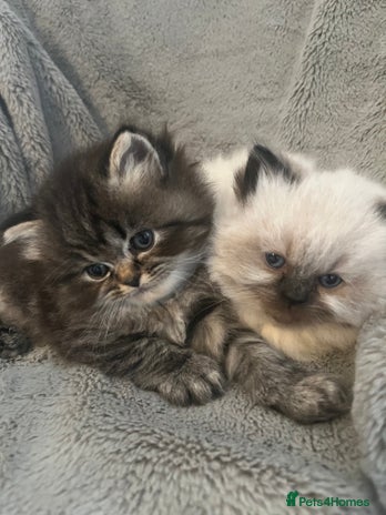 Perdoll cats - Advert 1