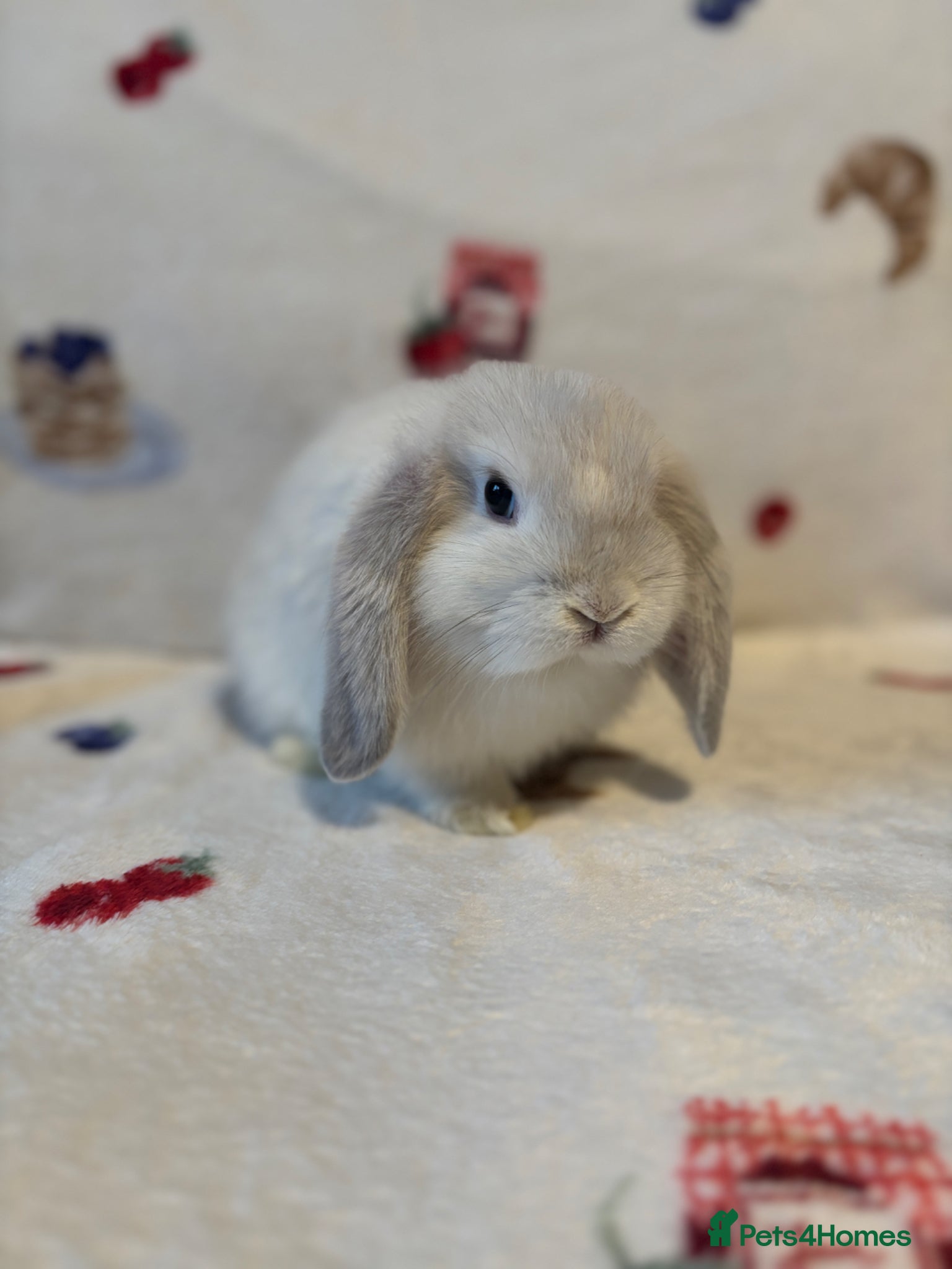 Mini Lop rabbits ✨ Stunning mini lops READY NOW 👀 ✨  - Advert 5