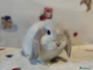 Mini Lop rabbits ✨ Stunning mini lops READY NOW 👀 ✨ - Advert 5