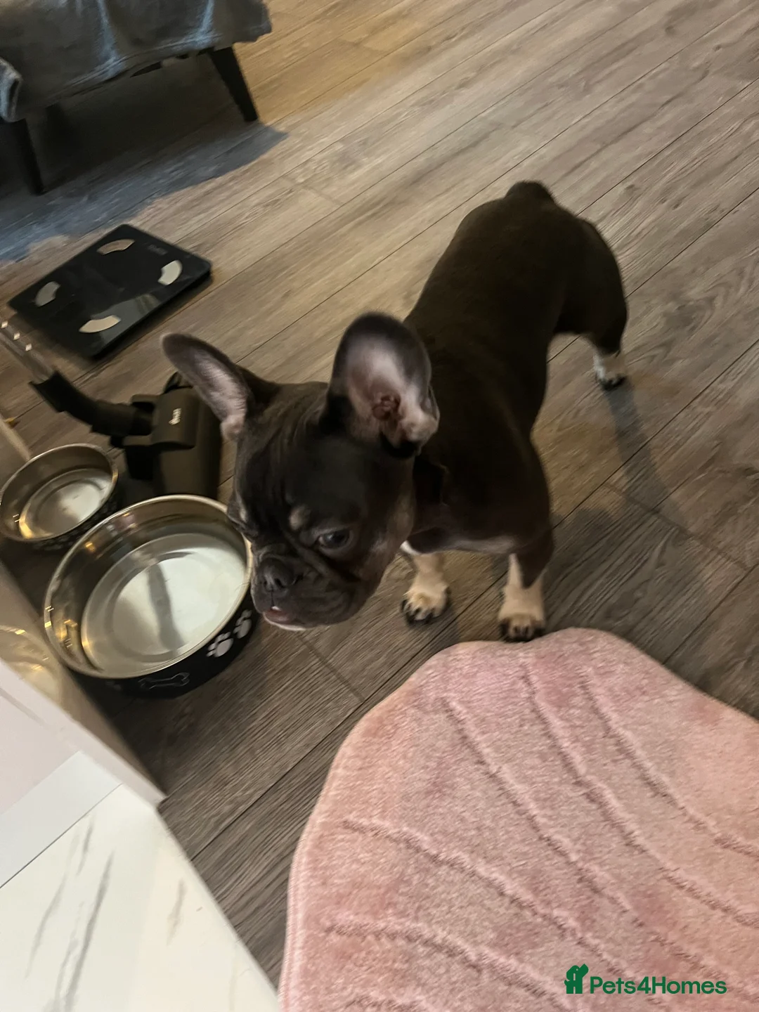 French Bulldog dogs for sale: lovely little boy french bulldog  in Ferryhill - Advert 2