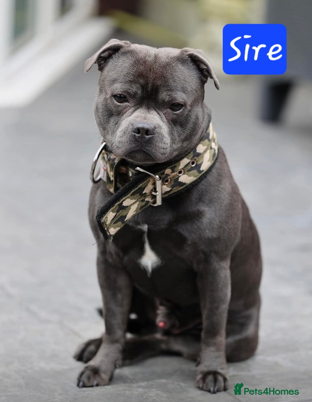 Staffordshire Bull Terrier dogs ROYAL REGIMENT GIRLS KC REGISTERED - Advert 5