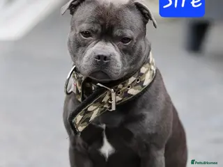 Staffordshire Bull Terrier dogs ROYAL REGIMENT GIRLS KC REGISTERED - Advert 5