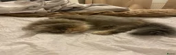 Persian cats for sale: Persian kitten  in Bootle - Advert 3
