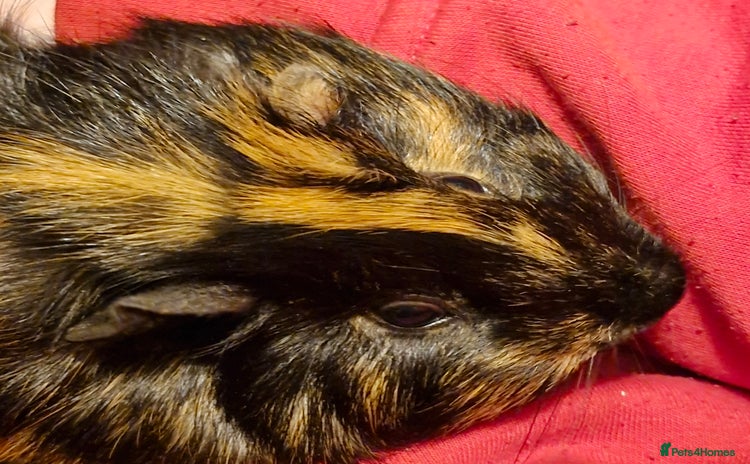 Guinea Pig rodents Black and ginger Male Guinea Pig - Advert 1