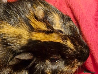 Guinea Pig rodents Black and ginger Male Guinea Pig - Advert 1