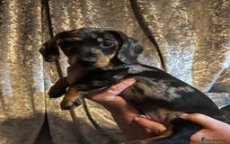 Chiweenie dogs for sale: Beautiful dachshund/ chihuahua puppies  - Image 7