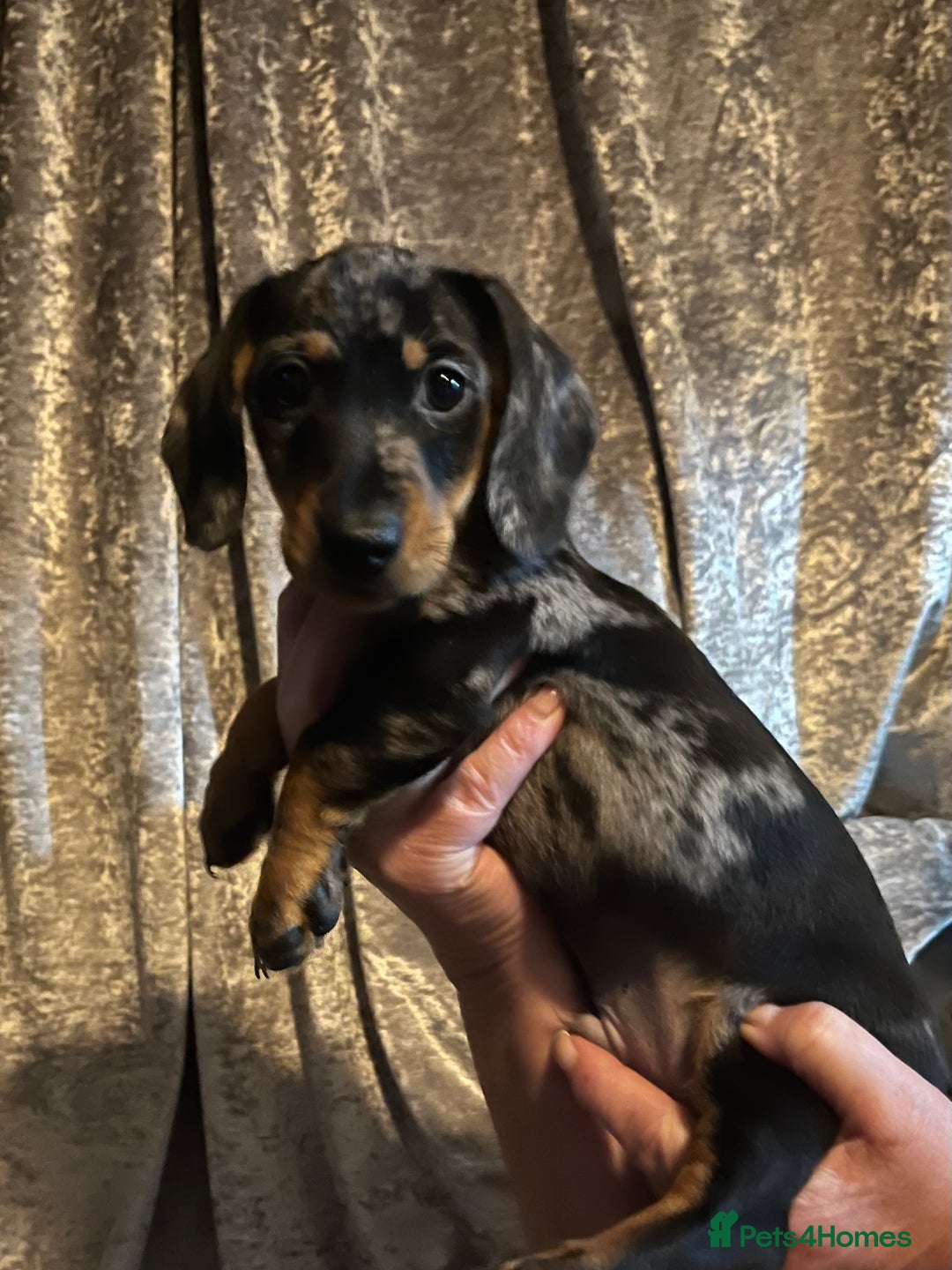 Chiweenie dogs for sale: Beautiful dachshund/ chihuahua puppies  - Image 7