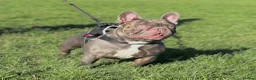 French Bulldog dogs for stud: Absolutely stunning, true to type French bulldog - Advert 6