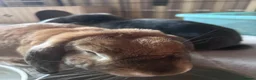 English Lop rabbits for sale: House bunnies! 2 brothers 🩵🩵🐰🐰 - Advert 3