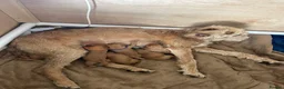 Hungarian Vizsla dogs for sale: Wirehaired Hungarian Vizsla in Doncaster - Advert 3