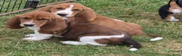 Basset Hound dogs for sale: KC BASSET HOUND PUPPIES  - Advert 6
