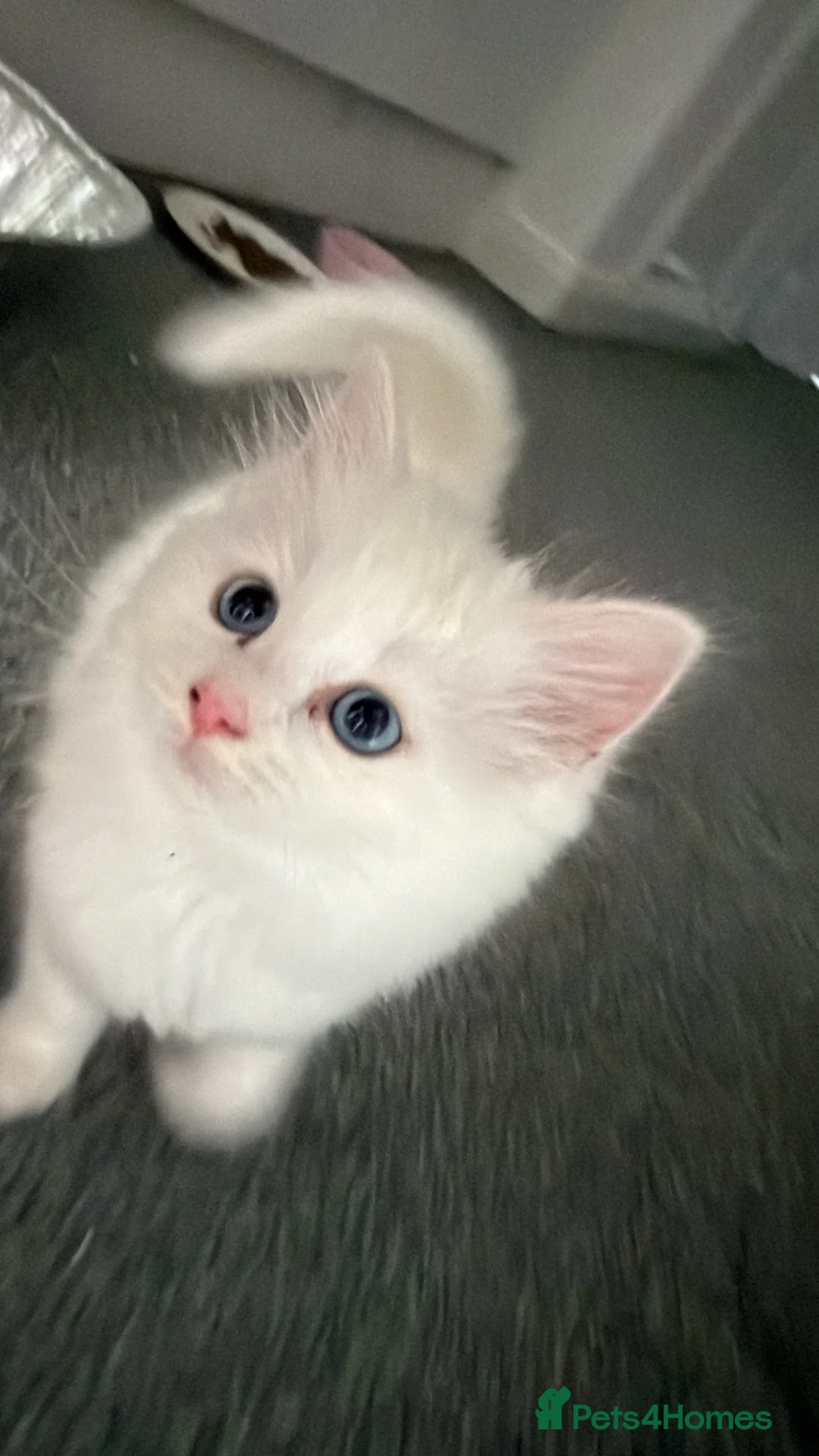 Mixed Breed cats for sale: beautiful white kitten with blue eyes - Advert 2