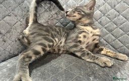 Bengal cats for sale: Striking Blue TICA Male Bengal Kittens 💙  - Image 10