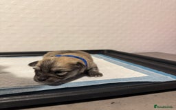 Chiweenie dogs for sale: 5 Beautiful Chiweenie Puppies - Image 19