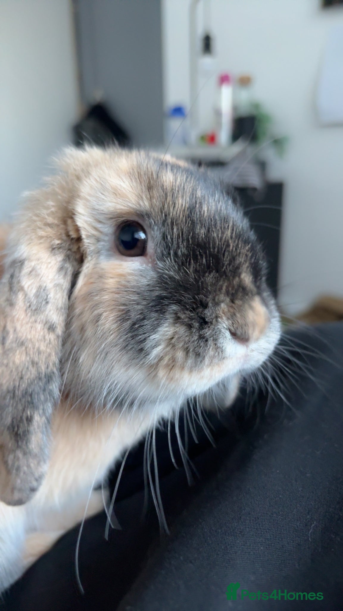 Mini Lop rabbits Mini lop  - Advert 7