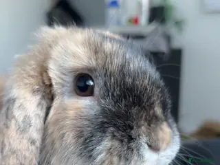 Mini Lop rabbits Mini lop - Advert 1