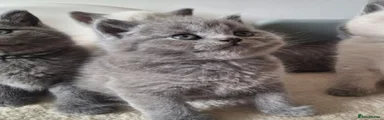 British Shorthair Kitten 2 AVAILABLE 