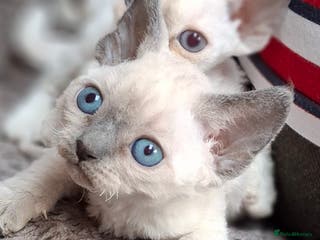 Devon Rex cats 🌸 Wonderful Devon Rex Kittens FIFE registered 🌸 - Advert 14
