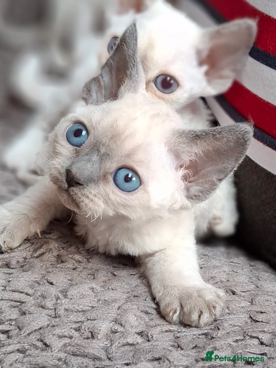 Devon Rex cats for sale: 🌸 Devon Rex with blue eyes FIFE registered  🌸 - Advert 2