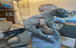 Whippet dogs for sale: Adorable home bred KC whippets - Image 30