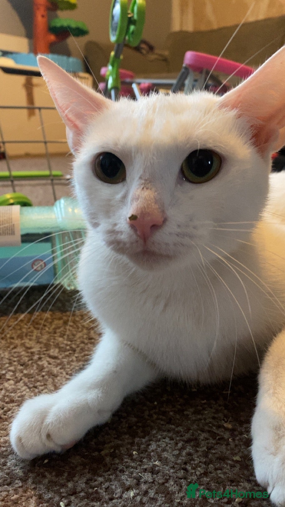 Mixed Breed cats for sale: 2 lovely white cats  - Advert 12