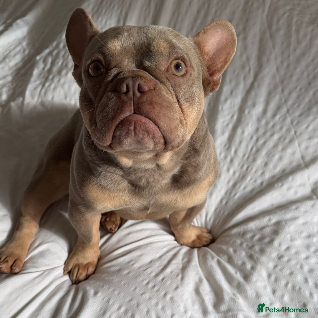 French Bulldog dogs for sale: Micro Isabella & Tan Male French Bulldog - Image 1