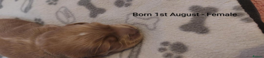 Cockapoo Puppy 4