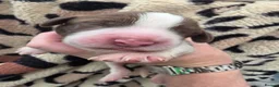 English Springer Spaniel dogs for sale: ⭐️ KC Home Reared Tested Springer Pups ⭐️ - Advert 27
