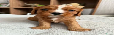 Cavalier King Charles Spaniel Puppy 3