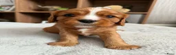 Cavalier King Charles Spaniel dogs for sale: Beautiful cavalier king charles puppies  - Advert 7