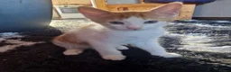 Mixed Breed cats for sale: 4 beautiful kittens  - Advert 4