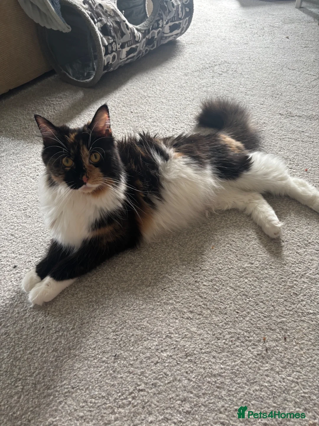 Maine Coon cats for sale: 1/2 Maine coon kittens  in Wolverhampton - Advert 2