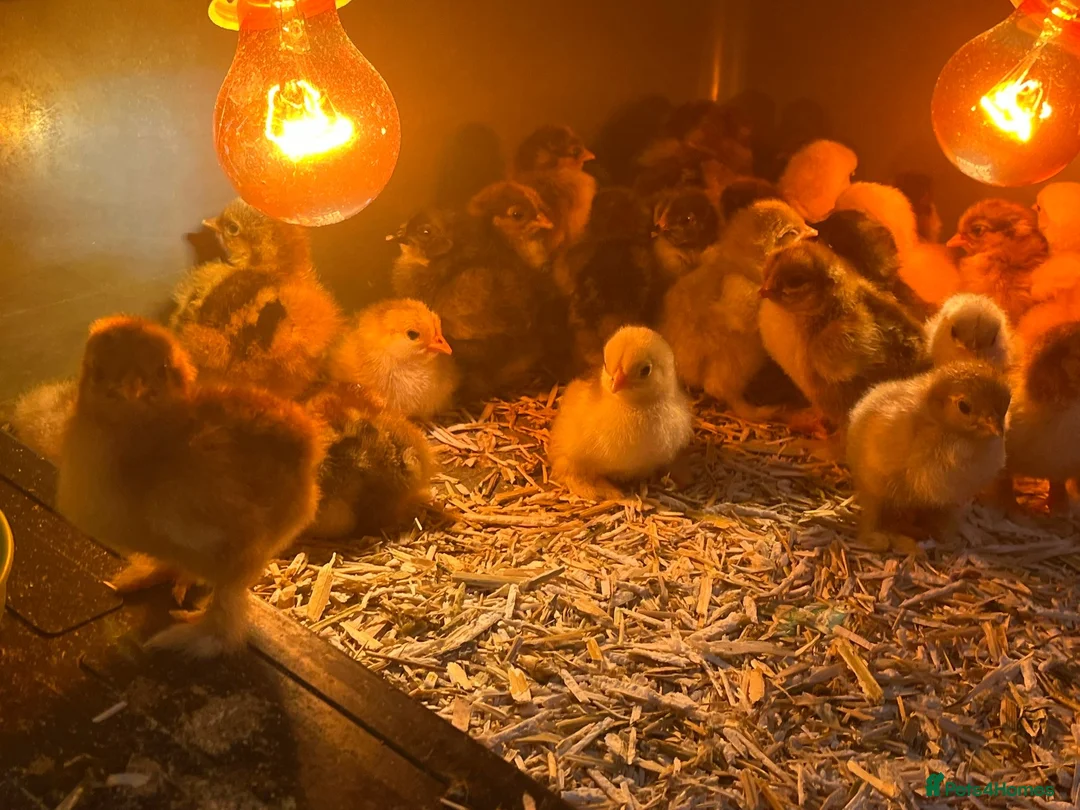 Chickens poultry for sale: Mix of pekin bantam and frizzled pekins chicks  - Advert 1