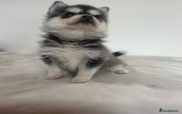 Pomsky dogs for sale: Honey I shrunk the Husky 😂 Genuine Toy size pomsk - Image 11