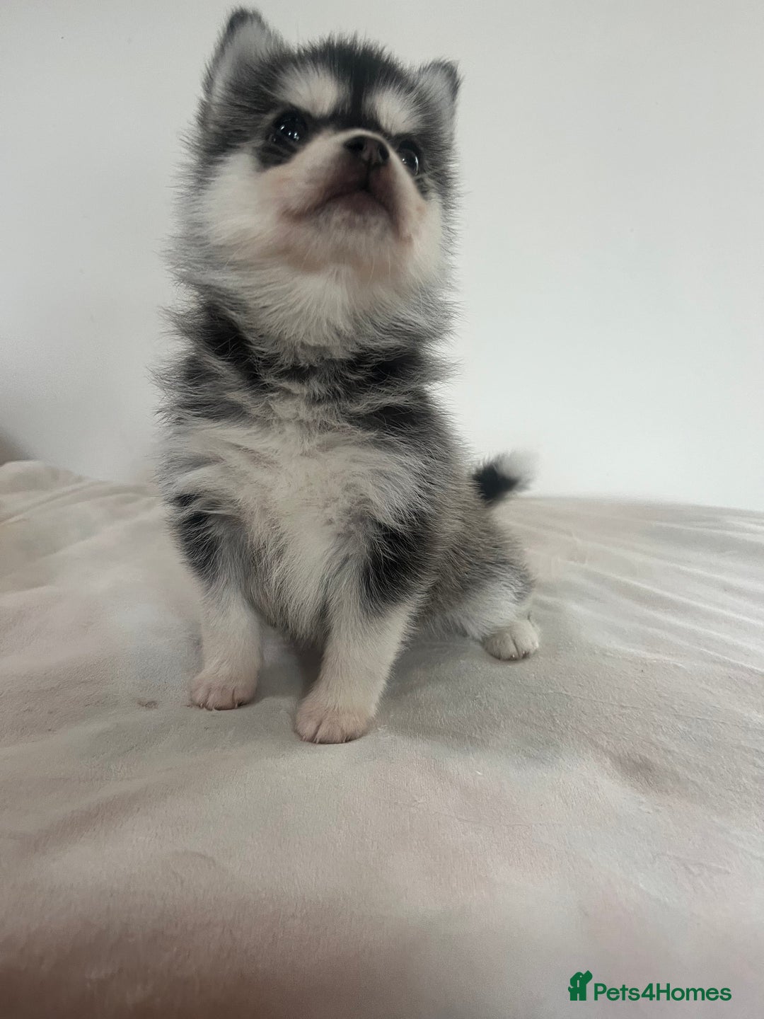 Pomsky dogs for sale: Honey I shrunk the Husky 😂 Genuine Toy size pomsk - Image 11