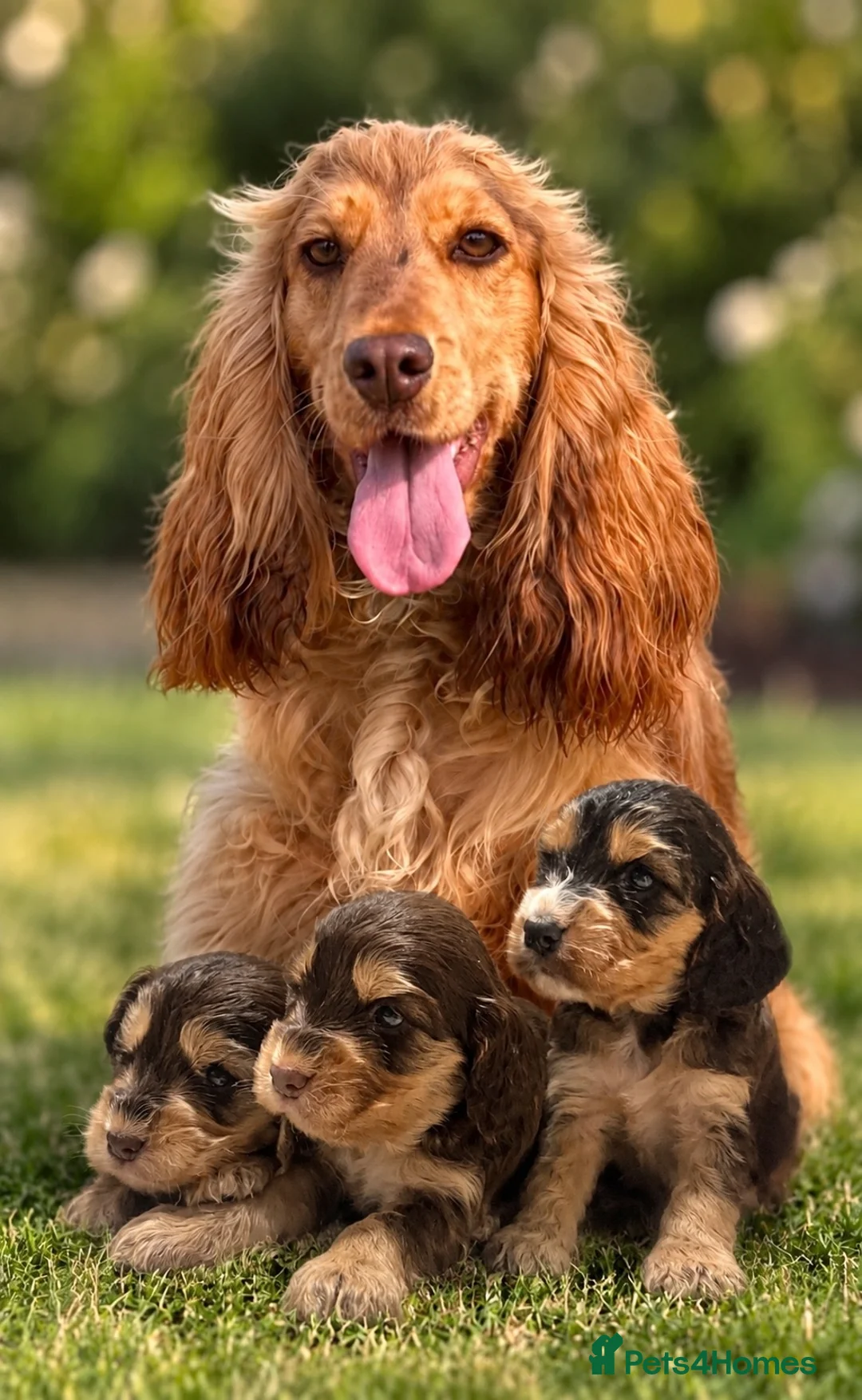 Cocker Spaniel dogs for sale: KC Show cocker spaniel puppies  - Advert 1