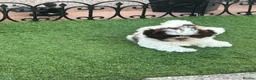 Shih Tzu dogs for sale: Molly Moo Moo - Advert 11