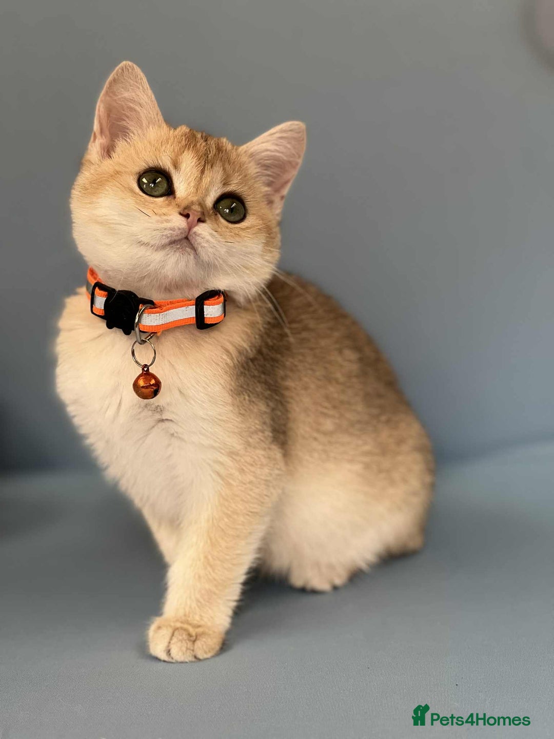 British Shorthair cats for sale: 🫶GCCF - NY12 Golden British Shorthair kittens 🫶 - Image 10