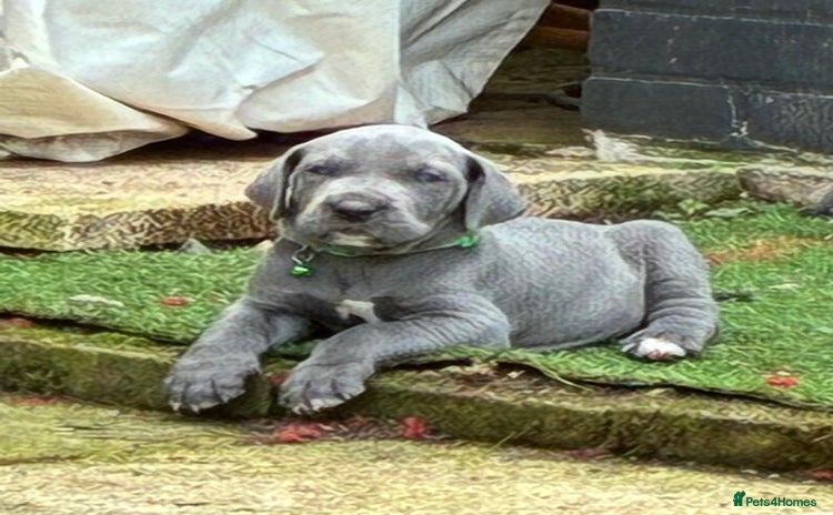Great Dane dogs - Advert 1