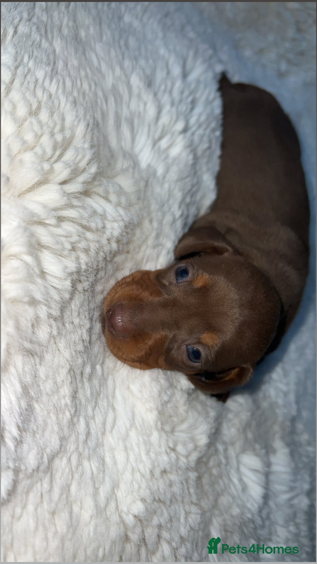 Miniature Dachshund dogs for sale: Miniature dachshund - Image 3