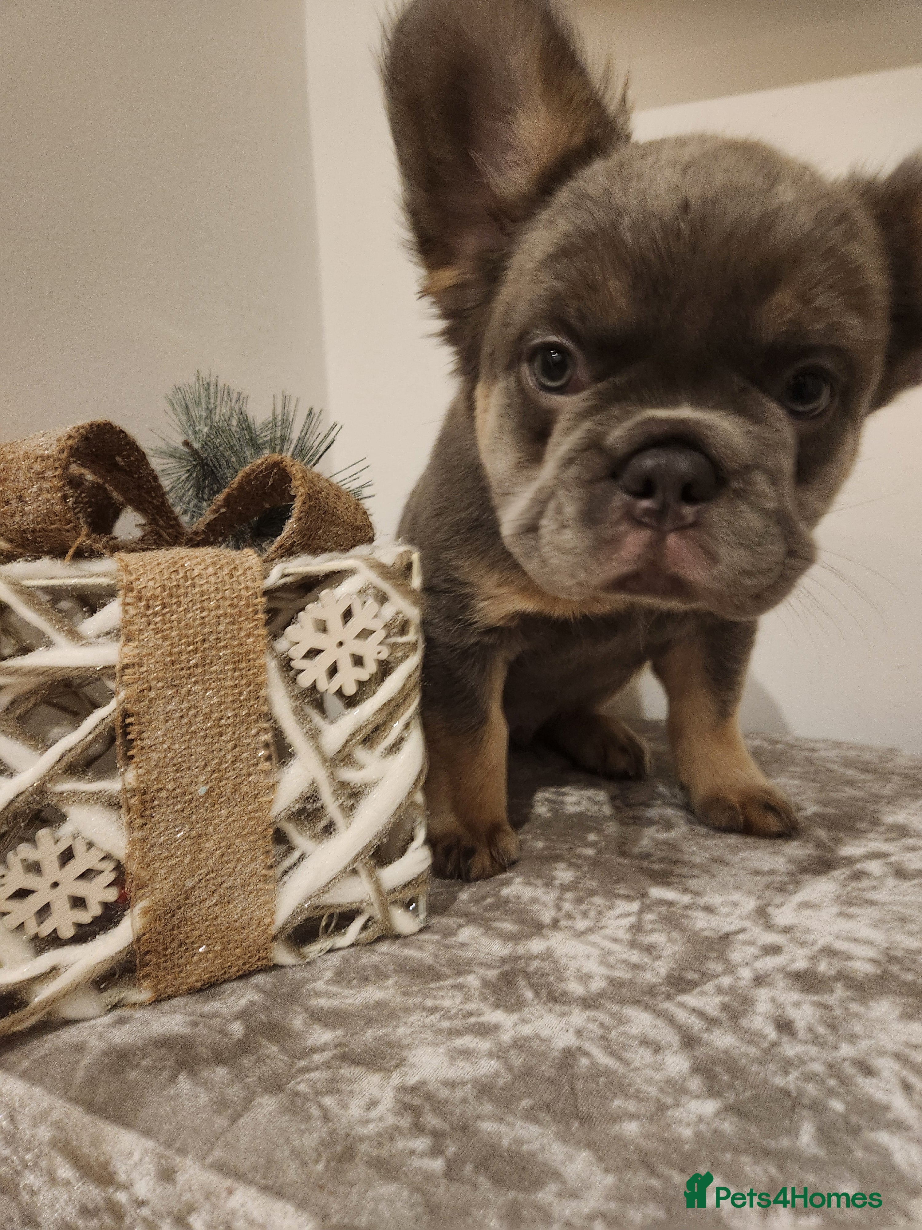 French Bulldog dogs Fluffy French bulldog puppies- strong bloodline. - Advert 13