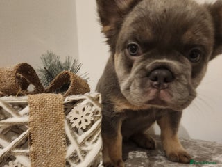 French Bulldog dogs Fluffy French bulldog puppies- strong bloodline. - Advert 2