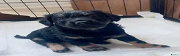 Mixed Breed dogs for sale: Dachshund hybrid puppies 🩷🩵 LAST ONE AVAILABLE  - Advert 1